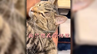 养猫的和没养猫的都哭了😭