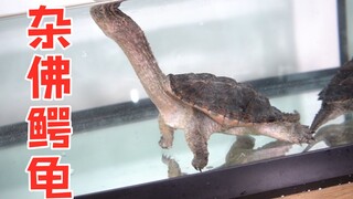 العضو الجديد: سلحفاة التمساح المزدوجة، ذات المظهر الوحشي والقاسي