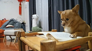 Do dogs know about the existence of surveillance?