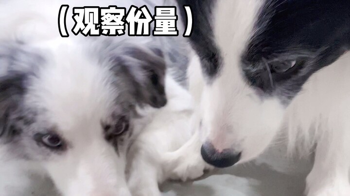 Cara bikin dua Border Collie sama-sama merasa diuntungkan!