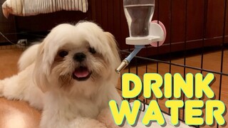 Teaching A Shih Tzu Dog How to Drink Water | Cute & Funny Dog Video