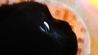 قاعدة ذيل القطط هي زر عواطفهم، فلا تلمسها بسهولة!