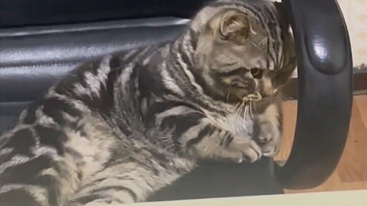“Some cats are born actors—true Meowscala award winners!”