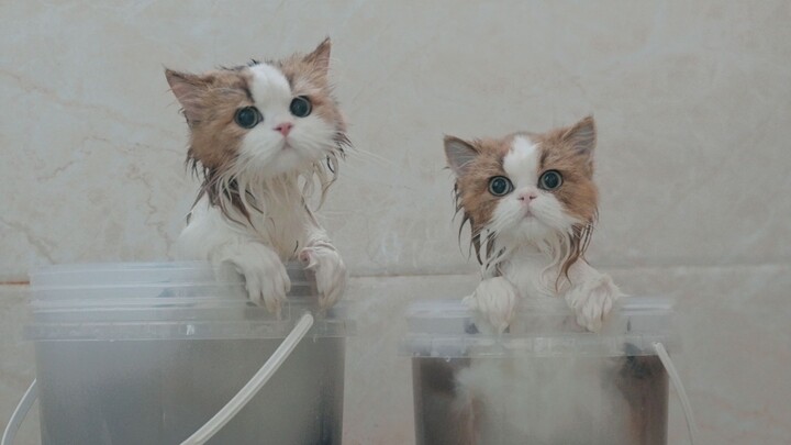 ท้าให้แมวสองตัวอาบน้ำพร้อมกัน!