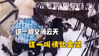 A little kid steps in to mediate a dog fight—this kneeling move is truly heroic, and this cry shows 