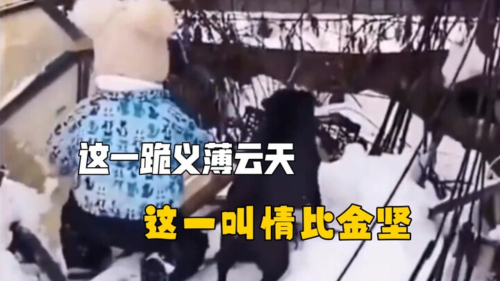 Bạn nhỏ giúp cún cưng gây gổ, một cái quỳ này nghĩa khí tràn đầy trời đất, một tiếng kêu này tình cả