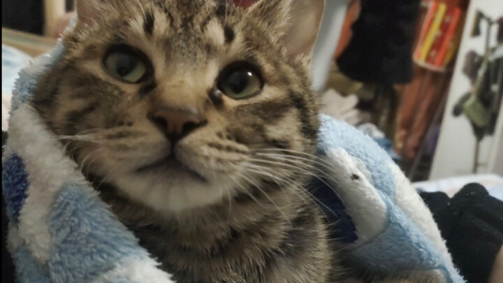 The kitten who was misunderstood by his mom was so aggrieved, but he still wanted to stick to her. |