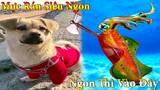 Dương KC | Bông Bé Bỏng Ham Ăn #26 | chó thông minh vui nhộn | funny cute smart dog pets Thú Cưng TV