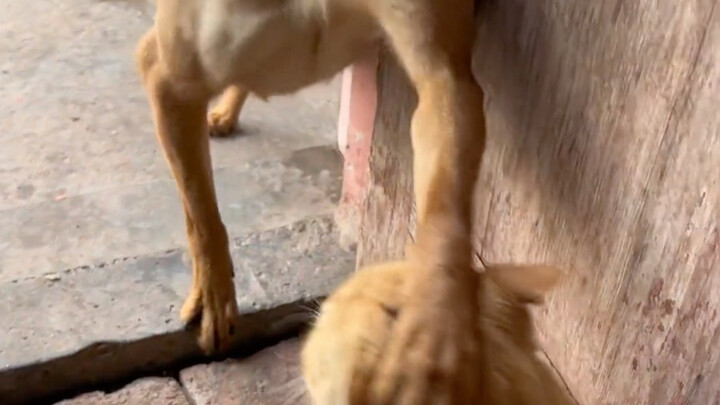 Dog: Xiao Mi, let me show you my muscles.