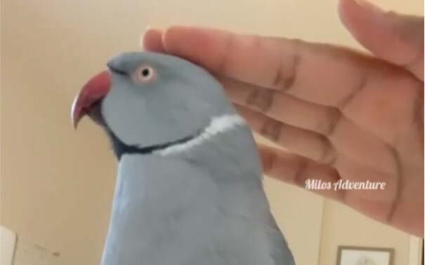 The adorable cutie who touches the switch—her owner is so smitten they can’t help but grin through g