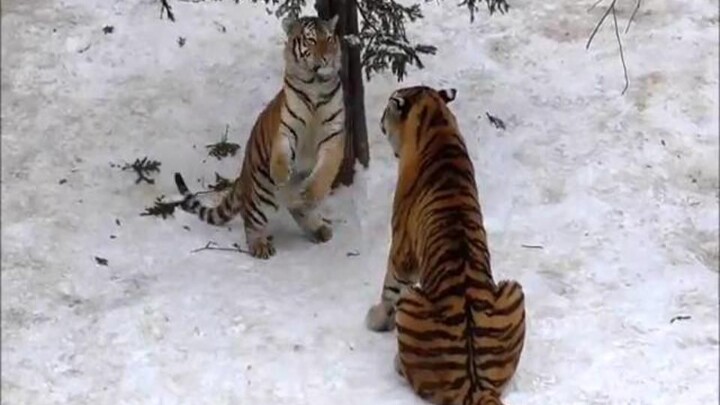 “Mom, don’t be mad anymore!” The consequences of angering the tiger mom.