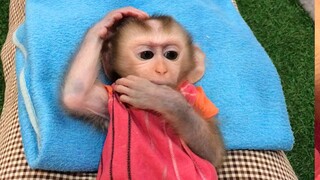 So cute baby monkey lying down on Nany lap