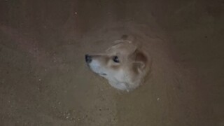 Anjing mandi pasir