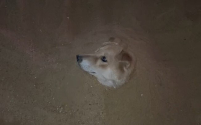 Dog sand bath