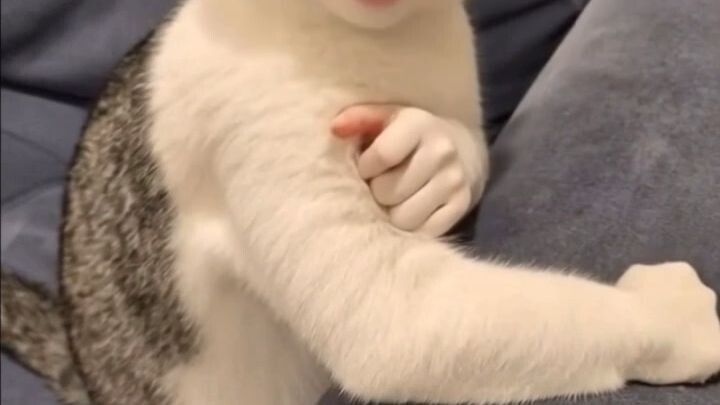 cats fanny video
