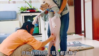 How is the dog that was abused and hung by its previous owner and not allowed to sit down doing two 