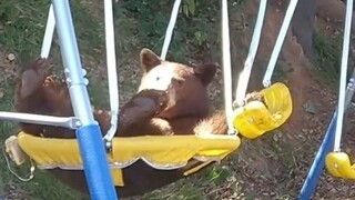 الدب الصغير يحب أيضًا التأرجح على الأرجوحة!
