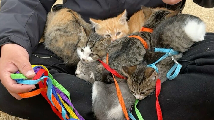 Today I took my kitten out to play, and then an accident happened.