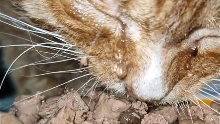 5 things cats want to tell you most in their lives