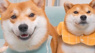 Anak anjing ras campuran Shiba Inu dan Corgi telah tumbuh pada usia satu tahun, dan saya khawatir se