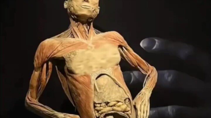 Shocking! Tribute! Pregnancy specimen, the eternal union of baby and mother