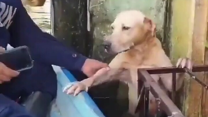 في قلب الكلب، أنت إله