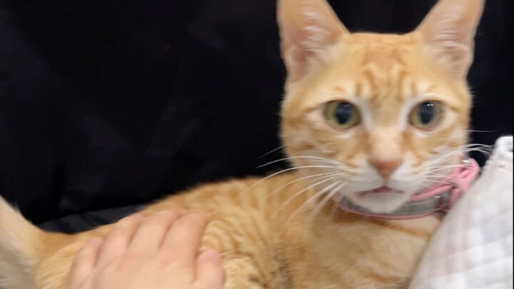 How to tell the difference between a bao bei and a shuan shuan