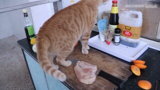 Shushu: Gà ngon quá, nếu cậu không muốn ăn thì để tôi đi.