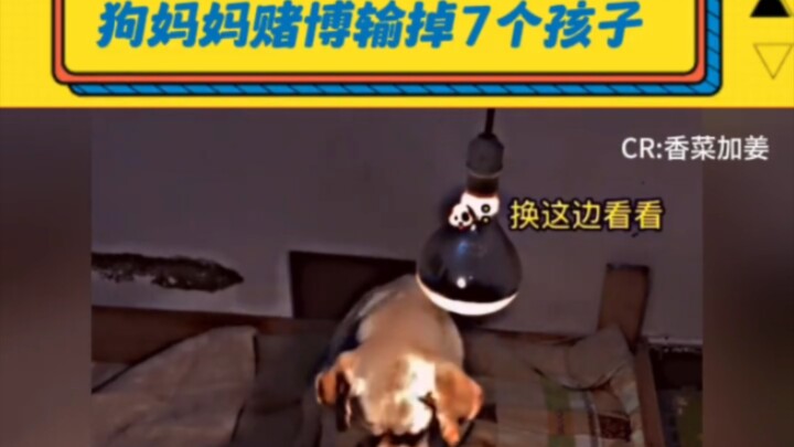 Mommy dog gambles away her 7 pups #LaughEveryTimeYouWatch #Dog’s Awkward Moments #Magical Creatures 