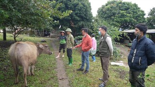 Tậu Trâu giống cho vợ chồng A Thành - kết thúc công trình nhà Cô Dâu 15 tuổi