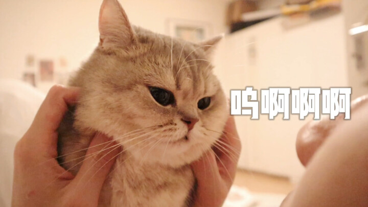 Mèo con! Cậu có gào rách cổ họng cũng chẳng ai tới cứu đâu!