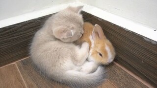 The kitten likes the little rabbit very much and hugs it tightly, not wanting to let it leave his ha