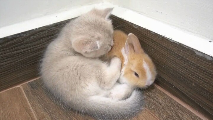 The kitten likes the little rabbit very much and hugs it tightly, not wanting to let it leave his ha