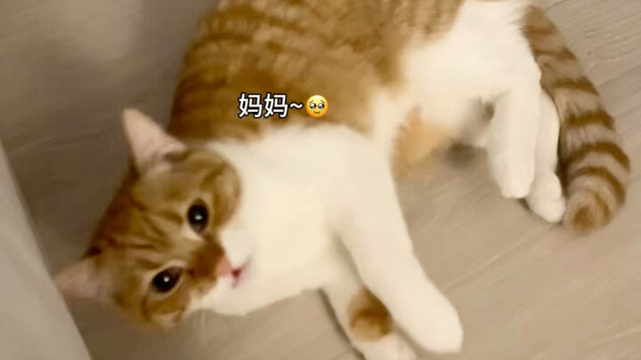 Nuôi mèo cái thật sự là một chuyện khiến người ta xót xa rơi nước mắt!