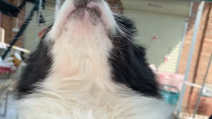 Berapa harga border collie di pasar?