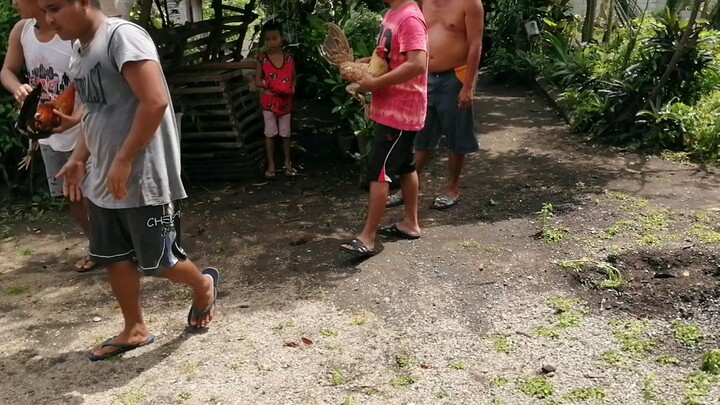 Hennny stag vs kapitbahay