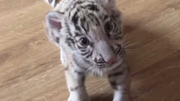 ماما، أنا بس أتفرج