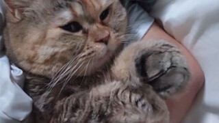 This Love That Suffocates Cats