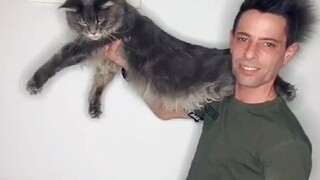 西班牙小哥养的一条缅因猫，整个猫咪有这~~~么长