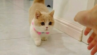 Saat saya punya anak kucing yang siap datang!