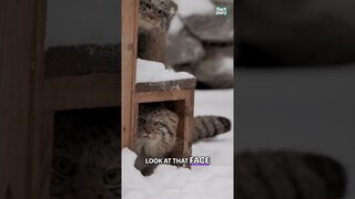 Fall In Love With Pallas Cat the famous breed #shortsfeed #shorts #youtubeshorts