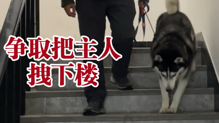 Huấn luyện cún lên xuống cầu thang, không lao vọt!