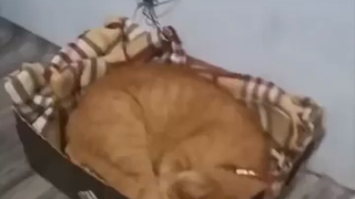 Kucing dan Laba-laba