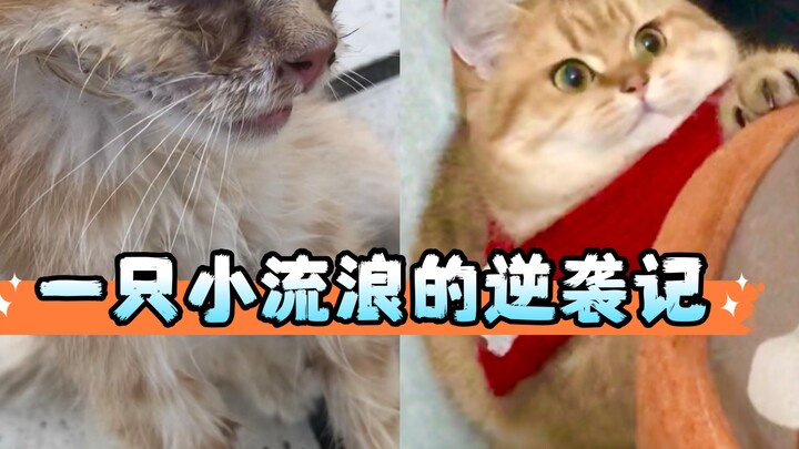 Kurir makanan dan kucingnya, seekor kucing yang tumbuh besar di atas bahu si kurir!