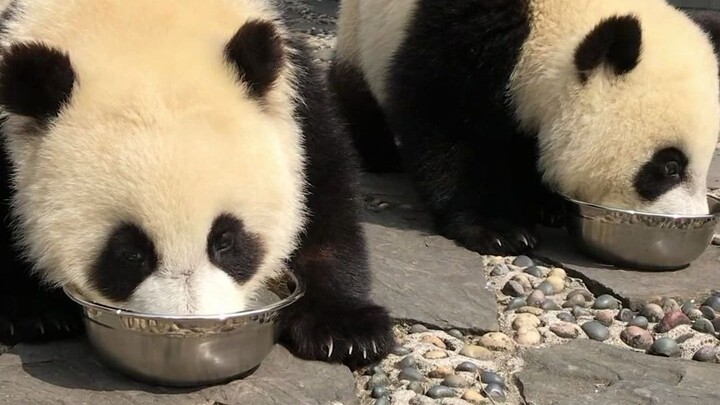 The national treasure mistook its own bowl and whimpered, saying “um um” in a dejected way.