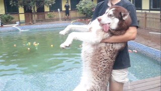 Taking the Husky Swimming—Making-of Edition!
