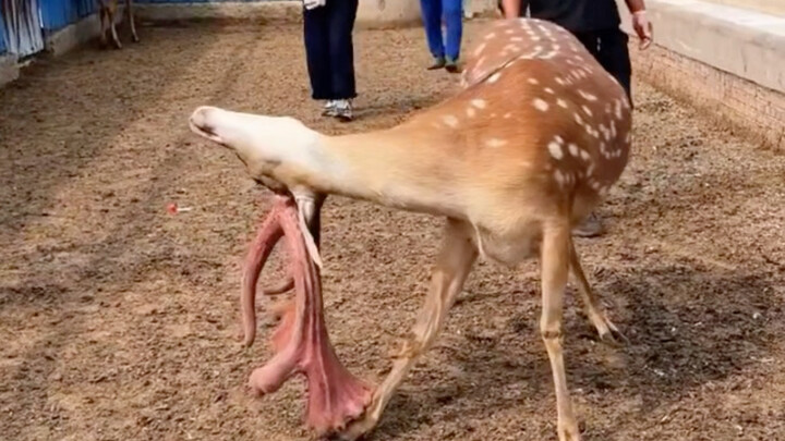 Những chiếc gạc hươu nặng 13 kg, đến cái đầu của chú hươu con cũng không thể ngẩng lên nổi