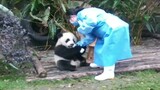 【Giant Panda】Jiang Zuo Meimei and Ji Xiao