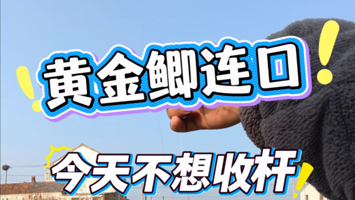 Golden crucian carp are biting one after another; I don’t want to pack up today!