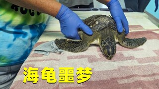 餐桌上鲜美无比的藤壶，在海洋里，竟是海龟的噩梦！